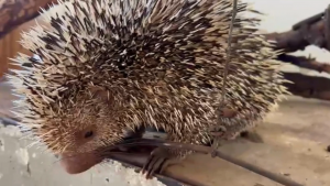 Ouriço-cacheiro atacado por cães tem rabo amputado
