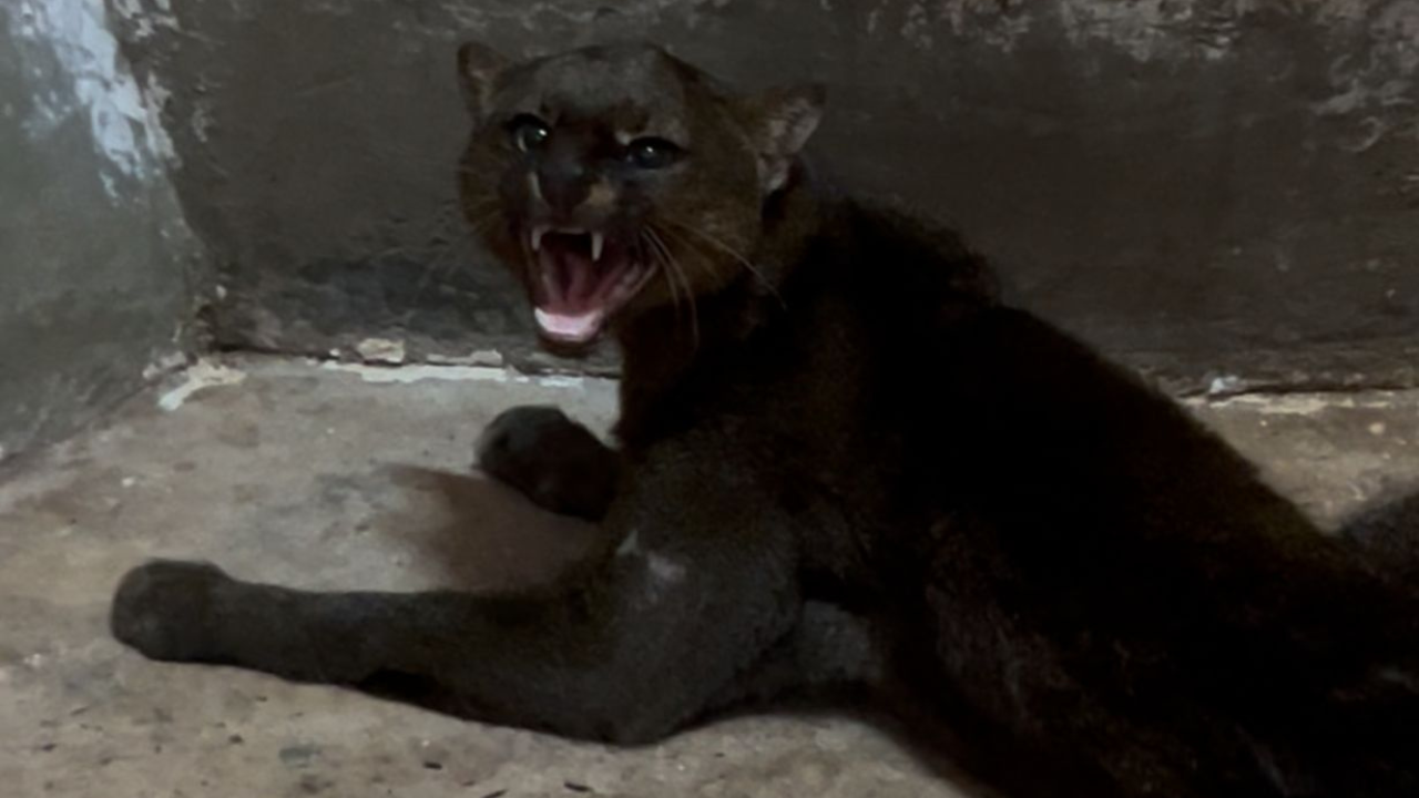 Espécie rara, gato-mourisco recebeu cuidados em Uberaba após ser resgatado