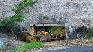Quatis invadem bairro em Uberlândia