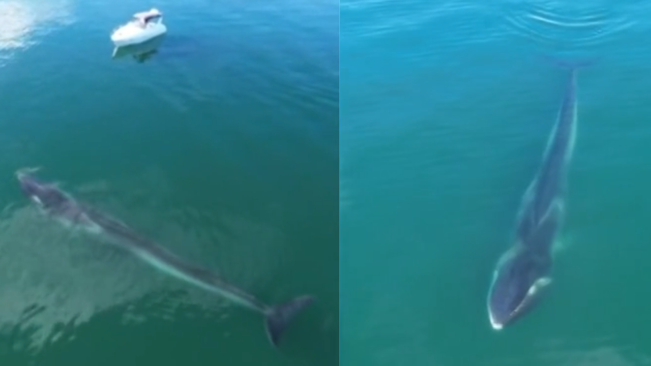 Segunda maior baleia do mundo é vista em litoral brasileiro