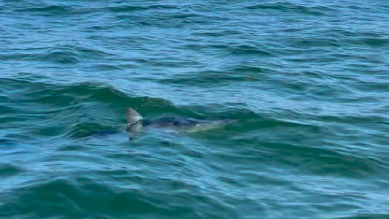 Tubarão mais rápido do mundo é flagrado no mar da Barra da Tijuca