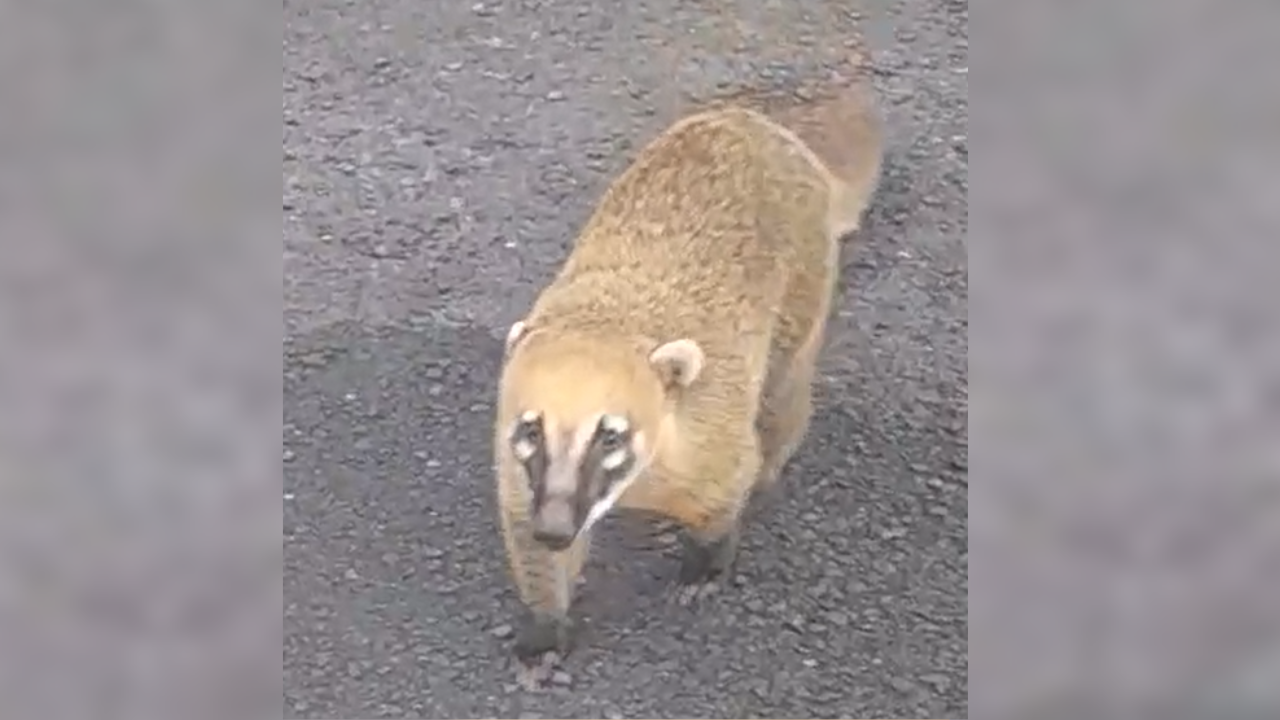 Quati posa para câmera ao sair do Parque Municipal Victório Siquierolli, em Uberlândia, após deixar área de mata em busca de alimento. Quati posa para câmera ao sair do Parque Municipal Victório Siquierolli, em Uberlândia, após deixar área de mata em busca de alimento.