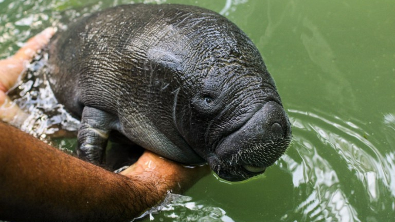 Peixe-boi-da-Amazônia