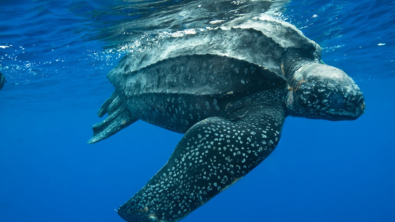 Tartaruga de Couro