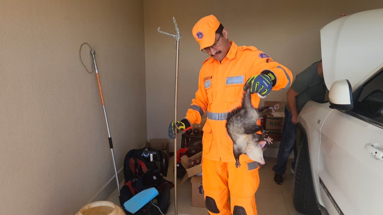 Bombeiros resgatam gambá em motor de carro, em Araxá