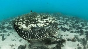 Raia-Chita (Aetobatus Narinari)