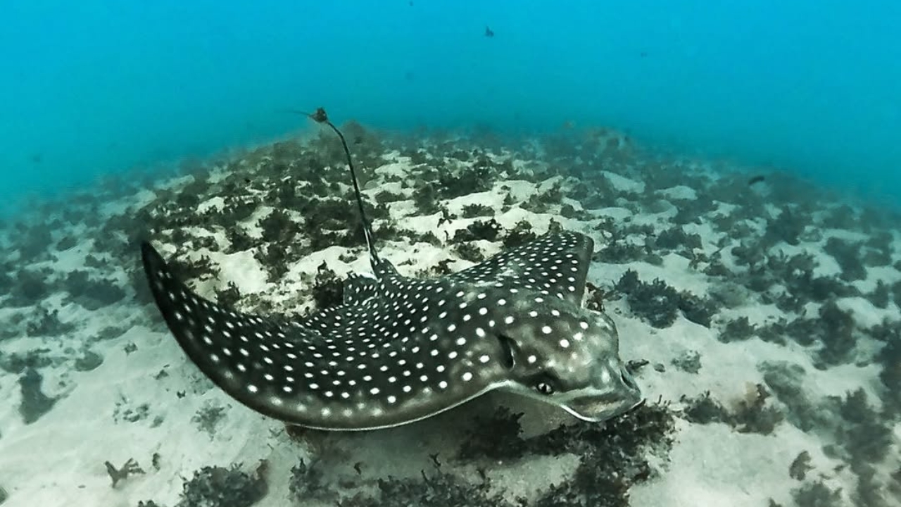 Raia-Chita (Aetobatus Narinari)