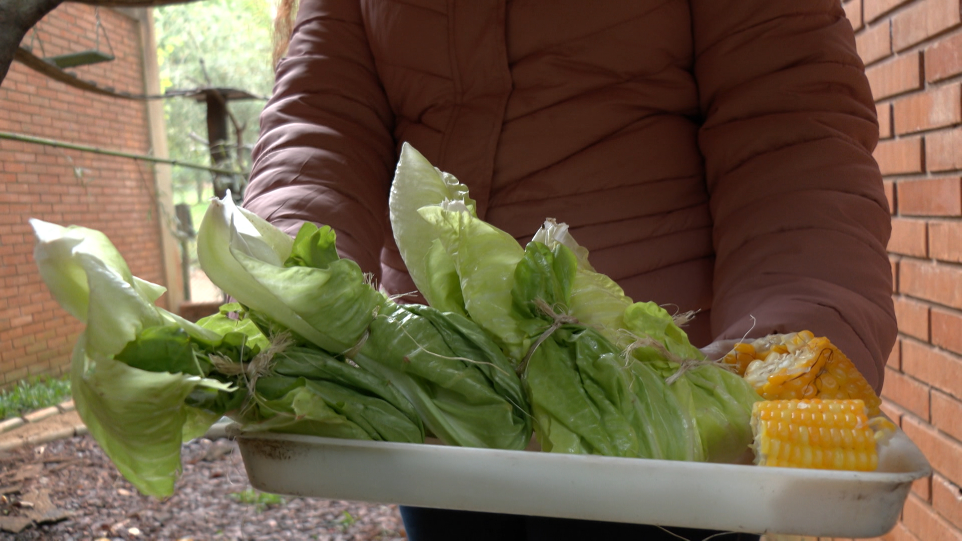animais-zoologico-frio Uma das primeiras mudanças para os cuidados é a da alimentação, integrando alimentos cozidos