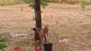 cães