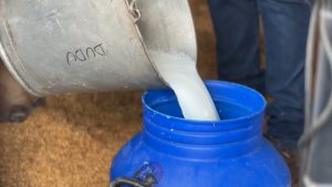 Maratona de Leite na ExpoZebu consagra vacas campeãs e destaca força da genética zebuína