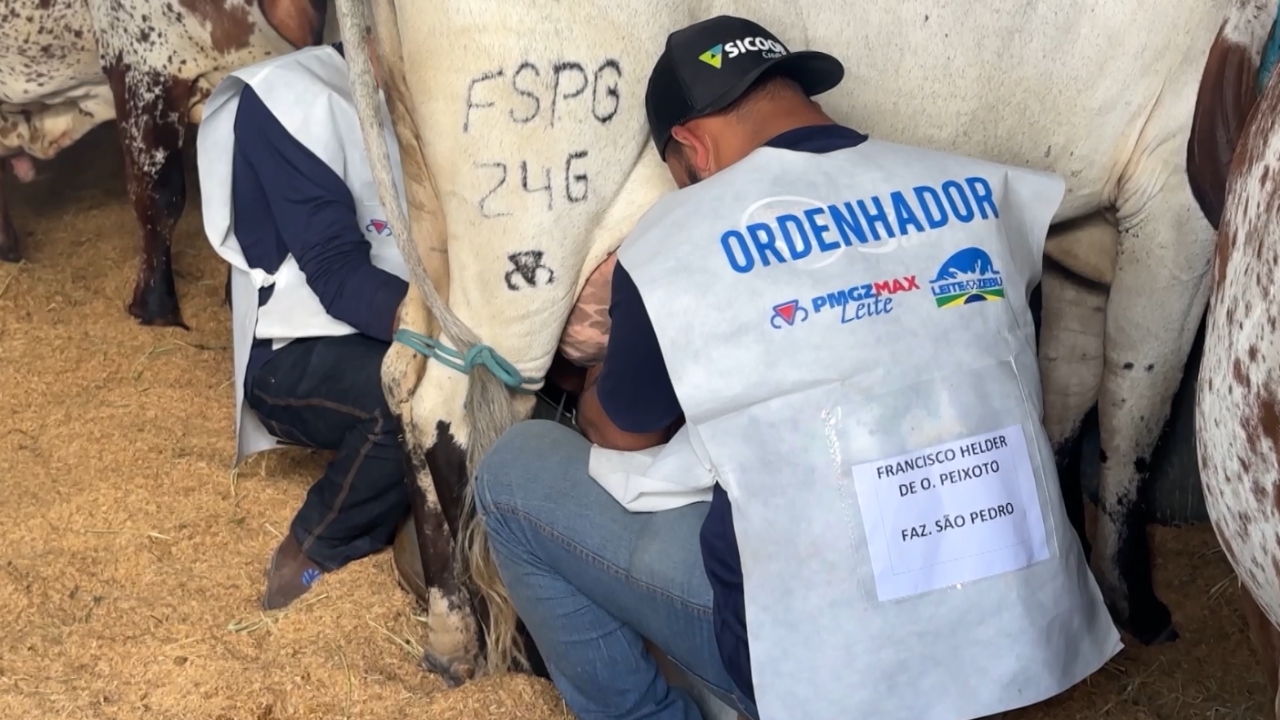 Maratona de Leite na ExpoZebu consagra vacas campeãs e destaca força da genética zebuína Maratona de Leite na ExpoZebu consagra vacas campeãs e destaca força da genética zebuína