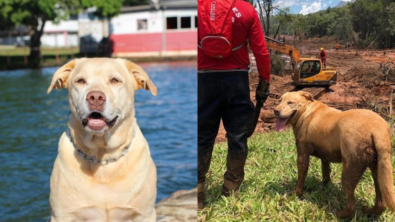 Thor, cão de resgate que atuou em Brumadinho, morre aos 13 anos.