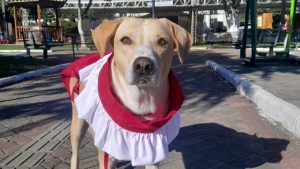 Cãoroinha de Piraúba (MG)