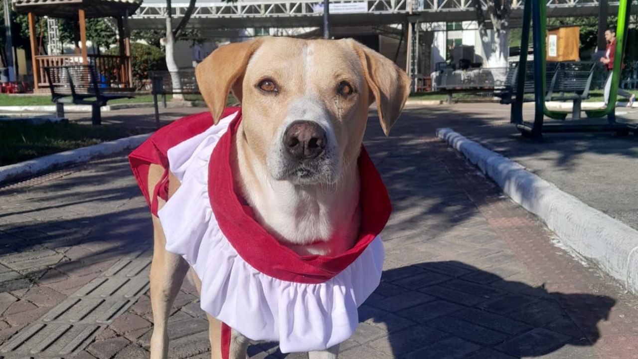 Cãoroinha de Piraúba (MG)
