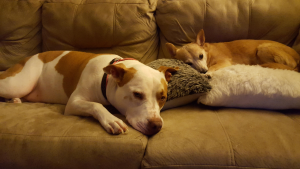 Ataques de cães acendem alerta e especialistas analisam comportamento de pitbulls
