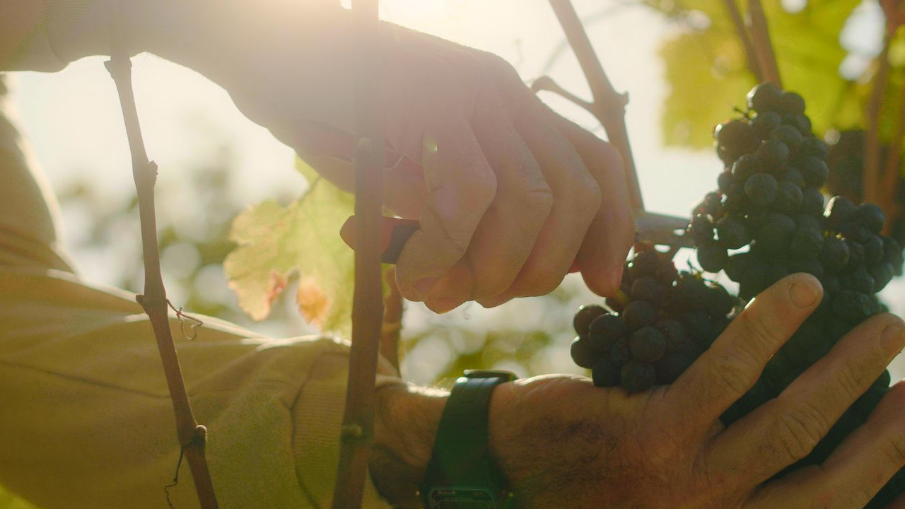 dupla-poda-vinhos A técnica da dupla poda permite que uvas sejam colhidas no inverno, garantindo vinhos mais estruturados e elegantes, dando o destaque as vinícolas do Triângulo Mineiro