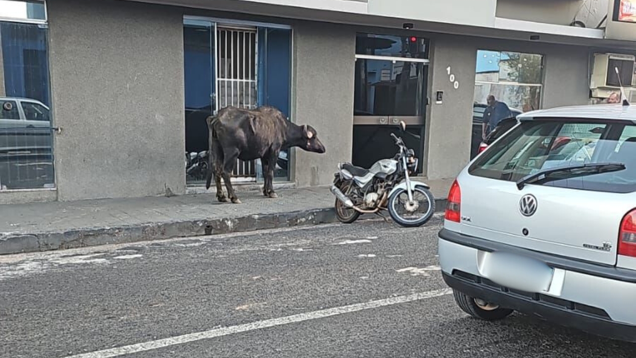 Búfalo escapa, desfila no trânsito e para tudo em Passos; operação para conter o “fujão” mobiliza patrulha Búfalo escapa, desfila no trânsito e para tudo em Passos; operação para conter o “fujão” mobiliza patrulha