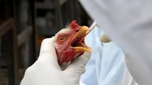 Gripe aviária: recuperação do status sanitário depende de 28 dias sem casos, afirma Fávaro