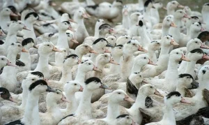 Minas decreta emergência sanitária após caso de gripe aviária na Grande BH