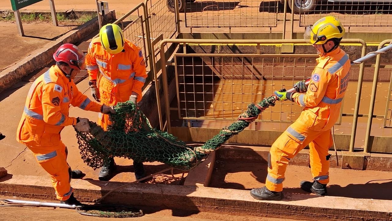 Jacaré é resgatado em Ituiutaba após ser encontrado em tanque de empresa. 