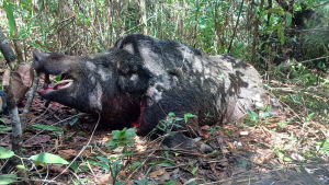 Javali gigante é abatido em Minas Gerais