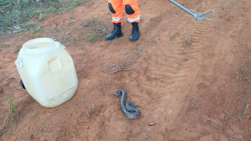 Jiboia Arco-Iris foi encontrada embaixo de uma palheira