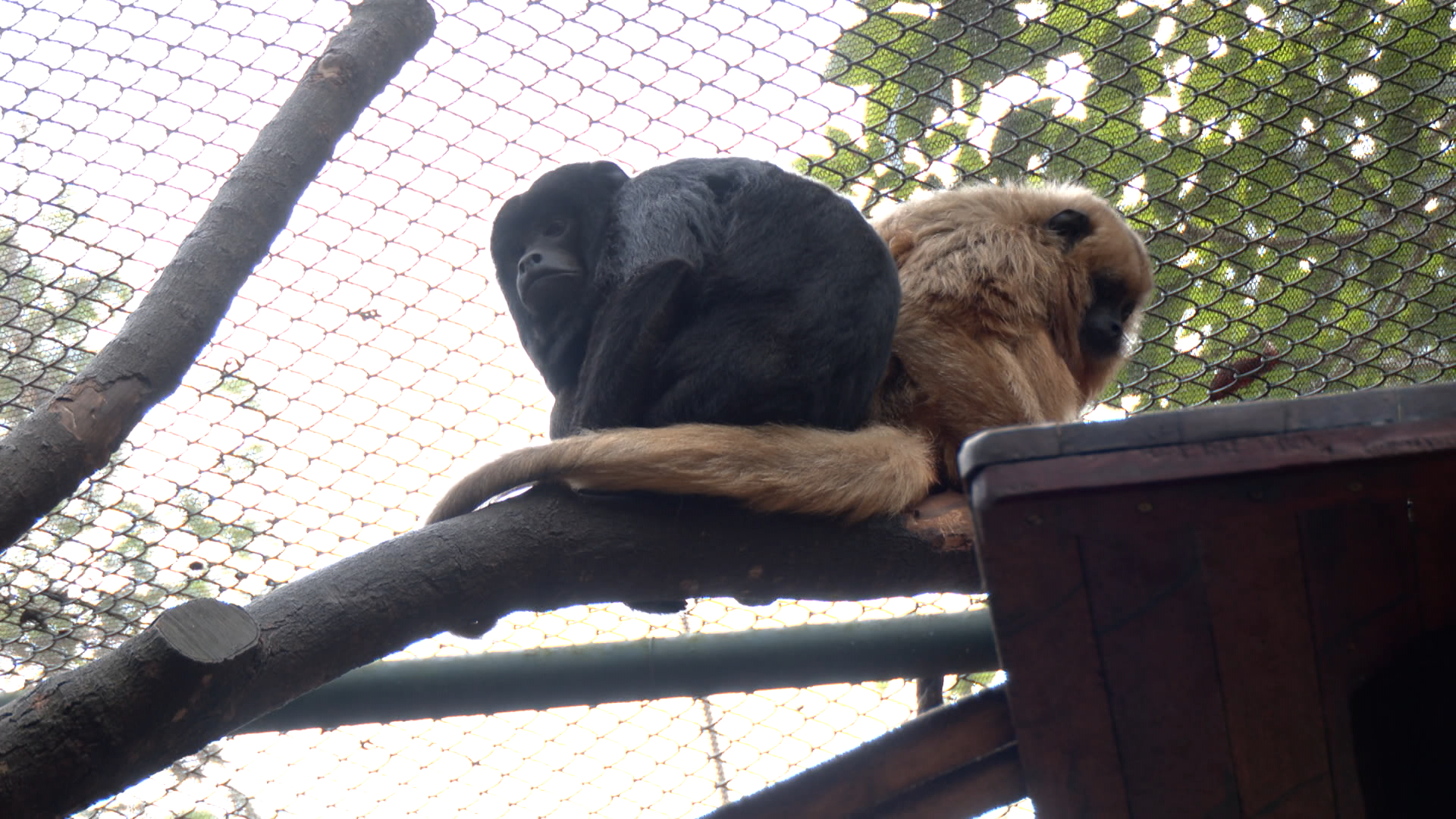 animais-zoologico-frio Zoológico realiza cuidados com os animais em dias frios para garantir que todos estejam em ambientes aconchegantes