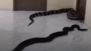 Vídeo mostra morador soltando cobras em condomínio após briga por latidos de cachorro