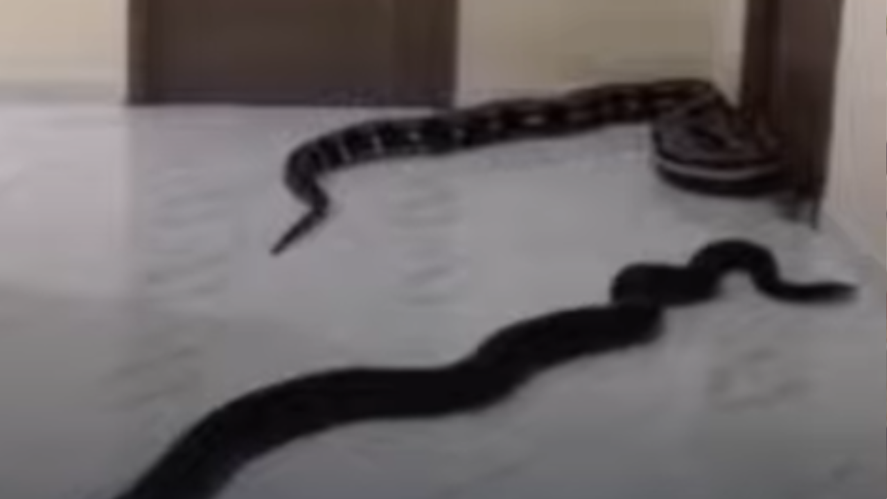 Vídeo mostra morador soltando cobras em condomínio após briga por latidos de cachorro