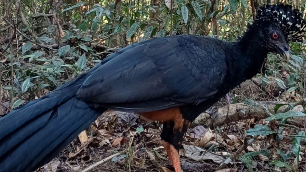 Após 50 anos de extinção, mutum-do-bico-vermelho volta a habitar a Mata Atlântica