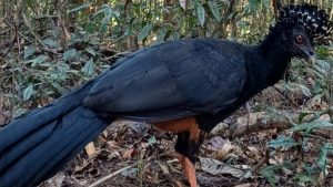 Após 50 anos de extinção, mutum-do-bico-vermelho volta a habitar a Mata Atlântica