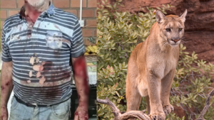 Agricultor é atacado por onça-parda em reserva no RS e é salvo por cão de estimação