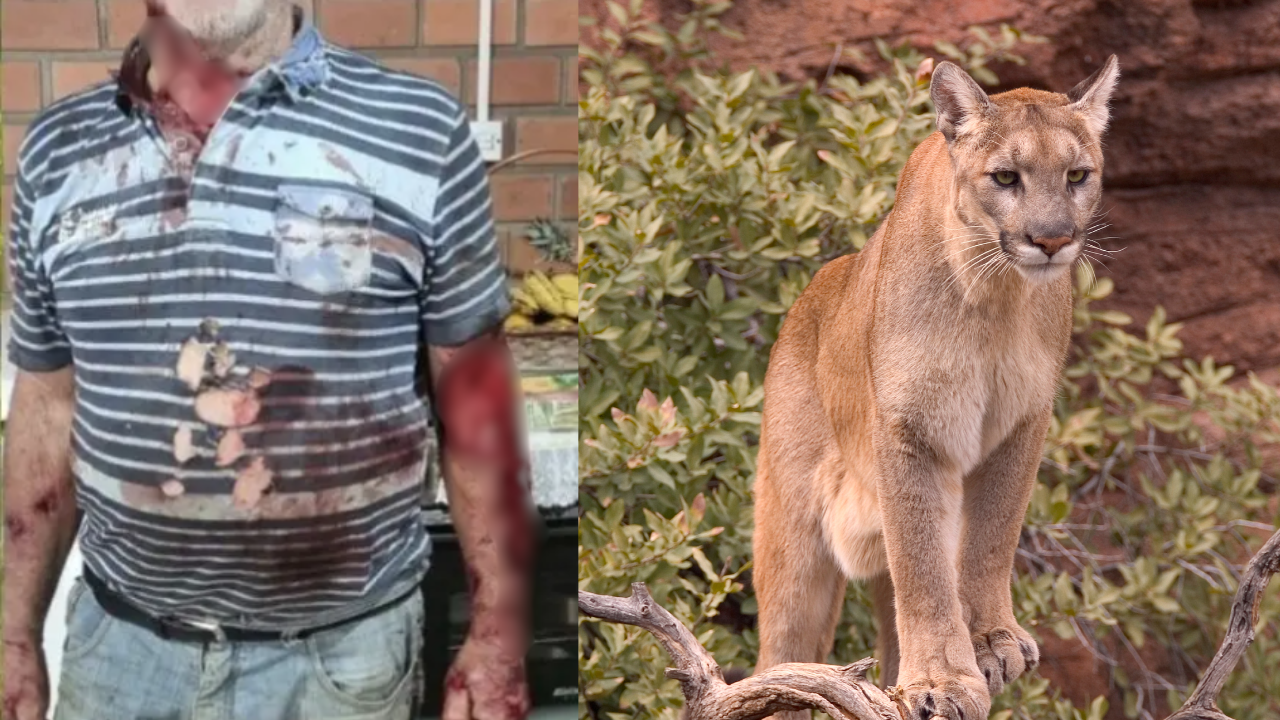 Agricultor é atacado por onça-parda em reserva no RS e é salvo por cão de estimação