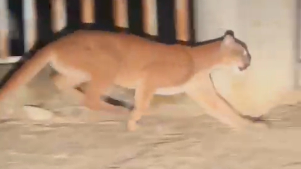 Onça em Araxá