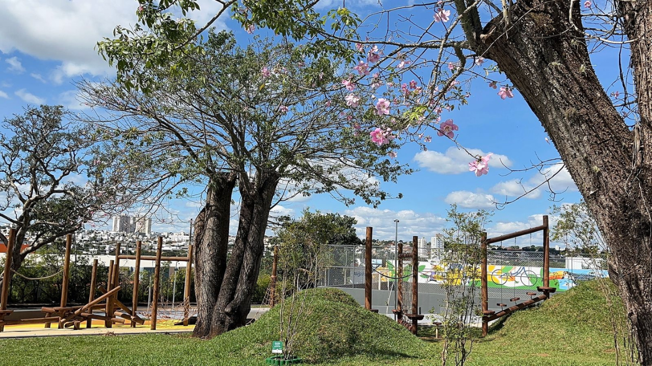 Praça das Paineiras, na região Leste de Uberlândia, abriga três imponentes paineiras revitalizadas. Praça das Paineiras, na região Leste de Uberlândia, abriga três imponentes paineiras revitalizadas.