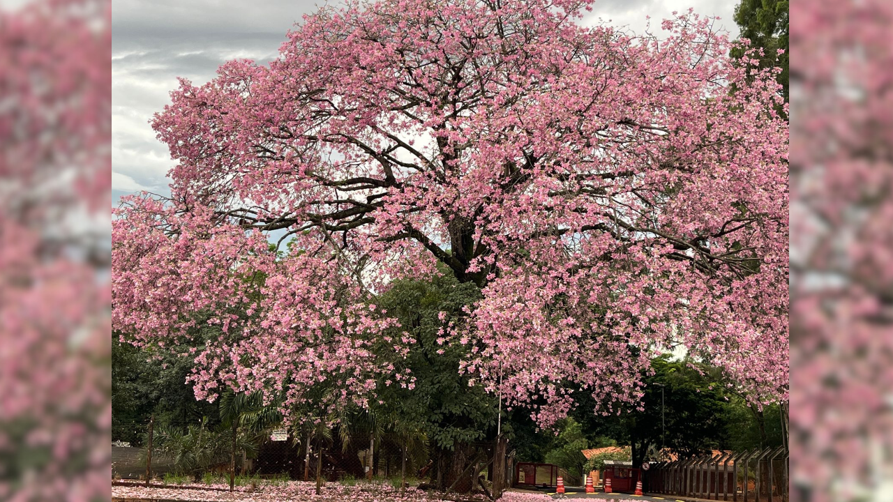 Paineira-rosada com flores no chão transforma a paisagem de Uberlândia, no bairro Canaã Paineira-rosada com flores no chão transforma a paisagem de Uberlândia, no bairro Canaã