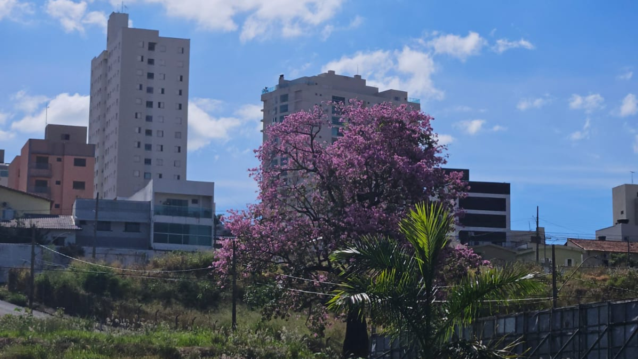 Florada das paineiras rosadas na Rondon pacheco Florada das paineiras rosadas na Rondon pacheco