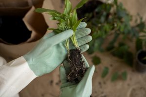 pessoa transplantando planta