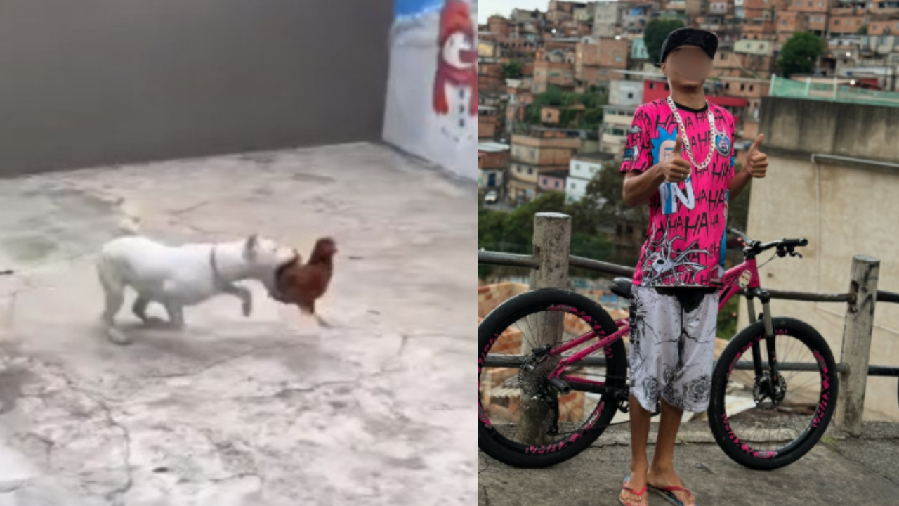 Influenciador foi preso por maus-tratos após publicar vídeo de seus cachorros comendo uma galinha viva.