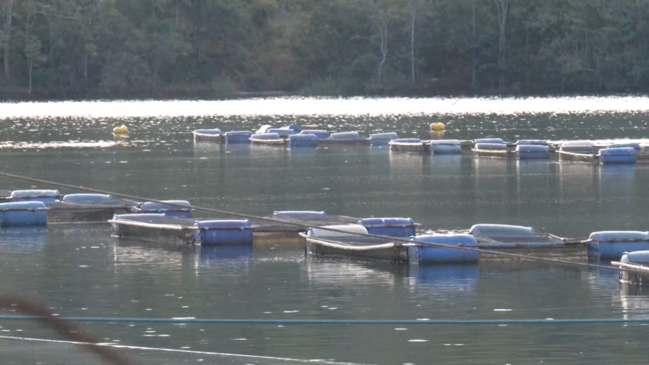 Produção de peixes em Minas Gerais cresce 64% e atrai atenção nacional para Uberlândia Produção de peixes em Minas Gerais cresce 64% e atrai atenção nacional para Uberlândia