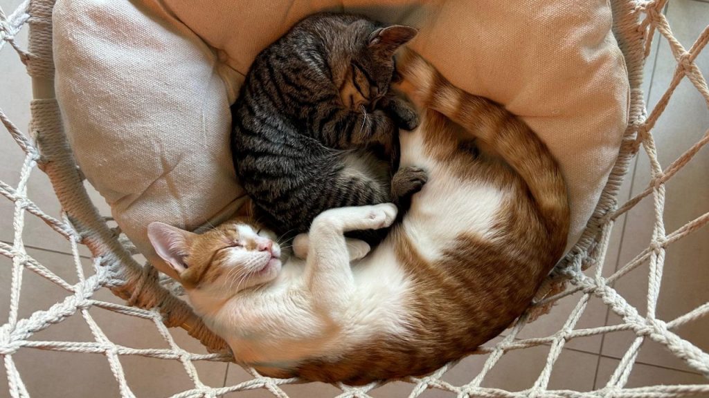 Gatos; Café Gatô; Uberlândia