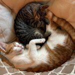 Gatos; Café Gatô; Uberlândia