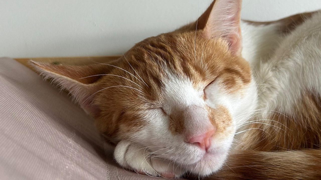 Gatos; Café Gatô