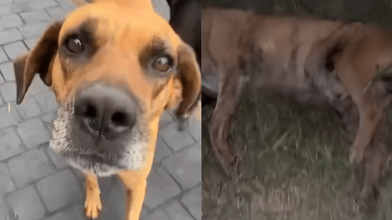 Cão é morto a tiros