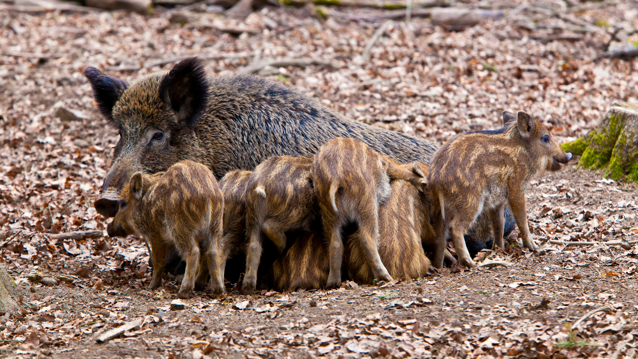 Javali atinge lavouras em Minas e colocam campo e meio ambiente em alerta