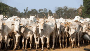Minas aprova lei contra furto de gado nas zonas rurais