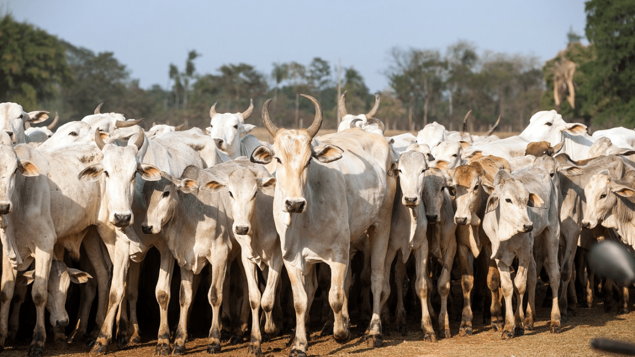 Minas aprova lei contra furto de gado nas zonas rurais