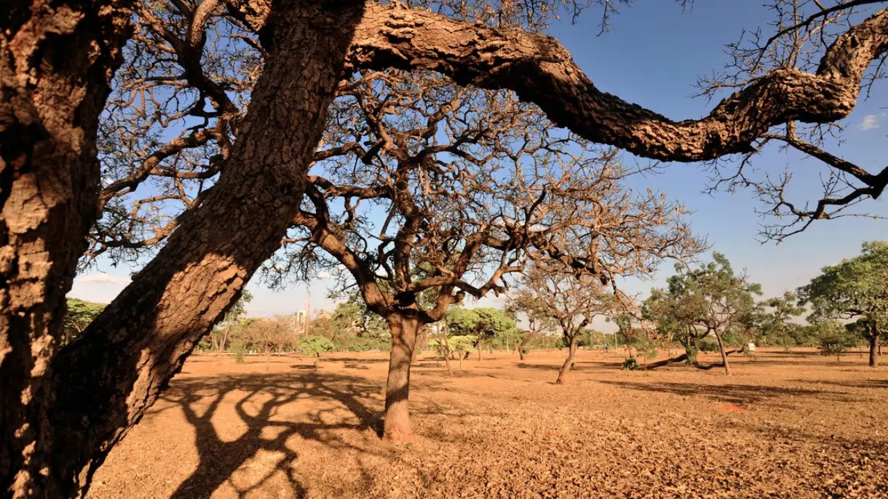 cerrado