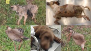 Animais são encontrados mortos, supostamente por envenenamento