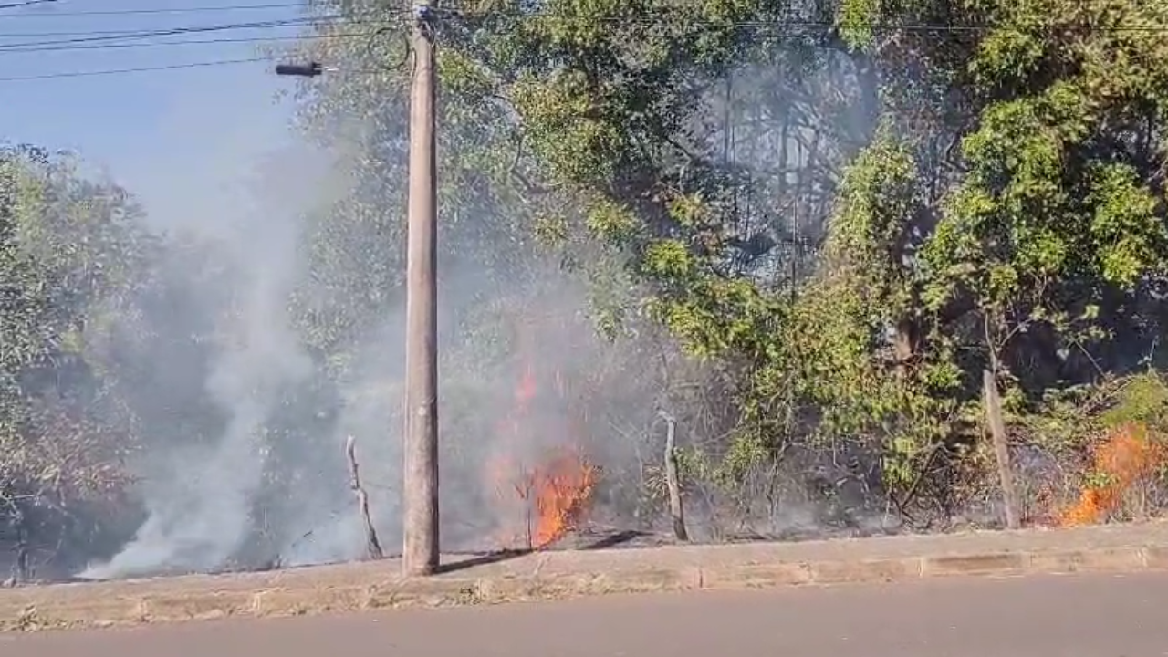 Fogo consome vegetação em área protegida na zona norte de Uberlândia e animais são encontrados mortos